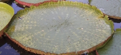 Victoria amazonica
