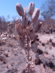 Aloe greatheadii davyana