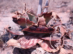 Aloe greatheadii davyana