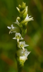 Spiranthes perexilis