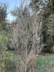 Lagerstroemia indica