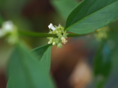 Hedyotis