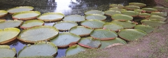 Victoria amazonica