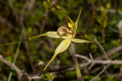 Caladenia richardsiorum