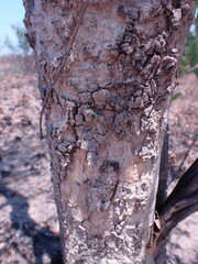 Combretum zeyheri