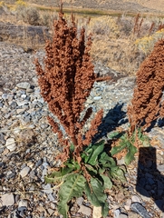 Rumex crispus