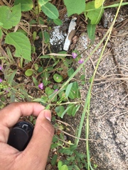 Alysicarpus monilifer