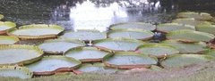 Victoria amazonica