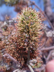Combretum zeyheri