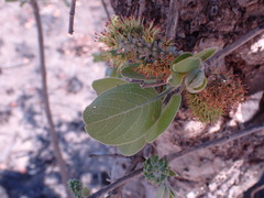 Combretum zeyheri