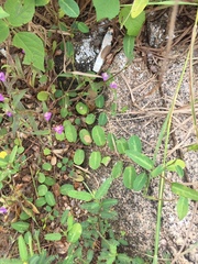 Alysicarpus monilifer