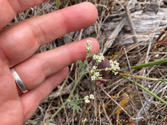 Tordylieae