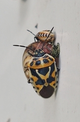 Eurydema ornata