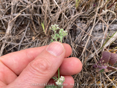 Tordylieae