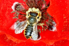 Megachile versicolor