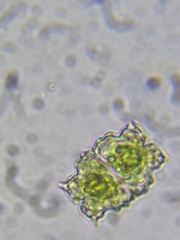 Euastrum abruptum