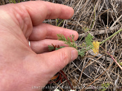 Tordylieae