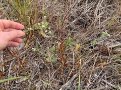 Tordylieae
