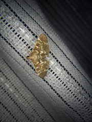 Piletocera sodalis