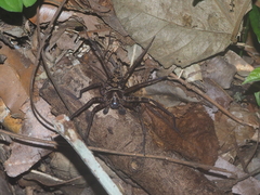 Heteropoda tetrica