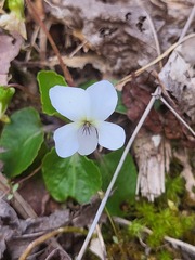 Viola primulifolia