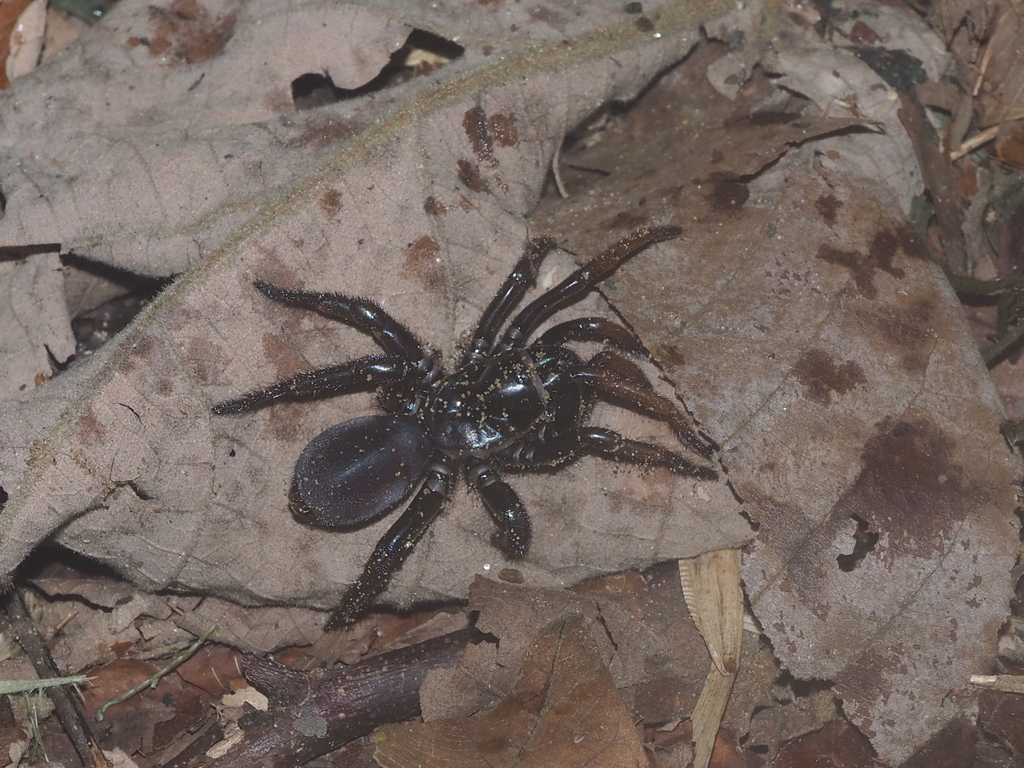 Atmetochilus from Muaro Jambi Regency, Jambi, Indonesia on October 2 ...