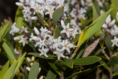 Leptecophylla parvifolia