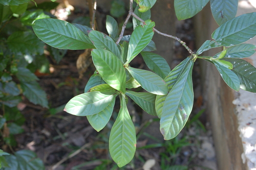 Psychotria viridis, photograph 6