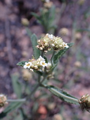 Lippia rehmannii
