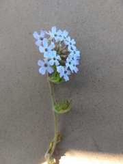 Verbenaceae