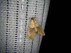 Agrotera nemoralis