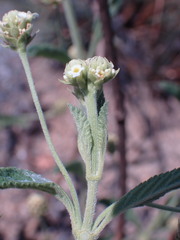 Lippia rehmannii