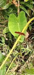 Neurothemis fulvia