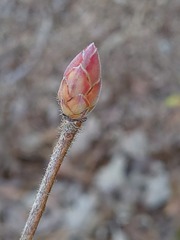 Rhododendron canescens