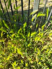 Hordeum