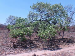 Combretum zeyheri
