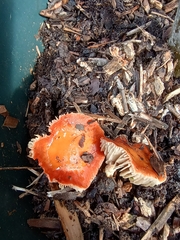 Leratiomyces