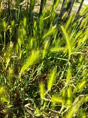 Hordeum