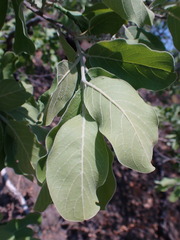 Combretum zeyheri