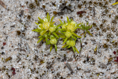 Siloxerus multiflorus