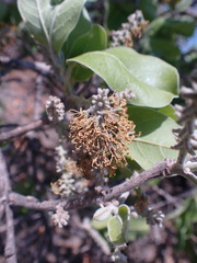 Combretum zeyheri