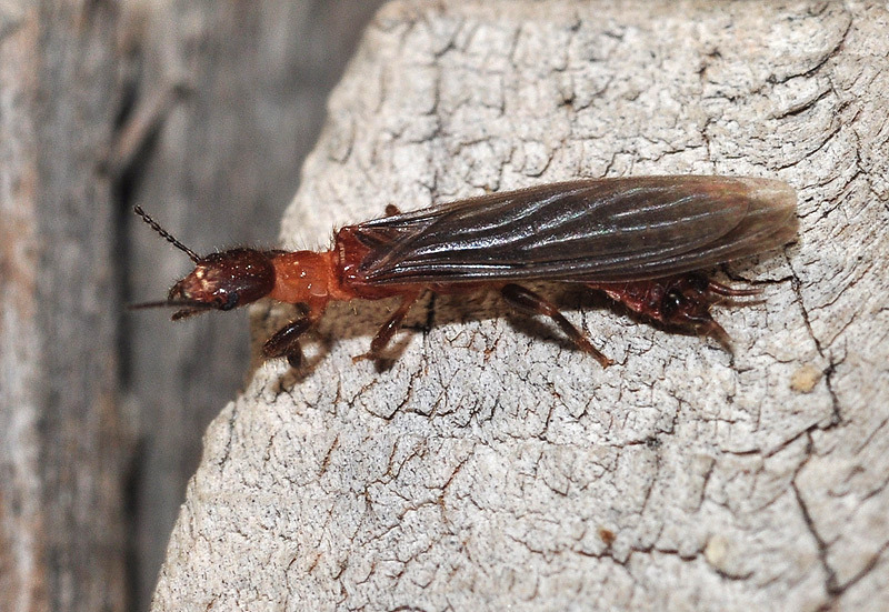 Embia amadorae