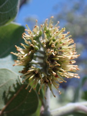 Combretum zeyheri
