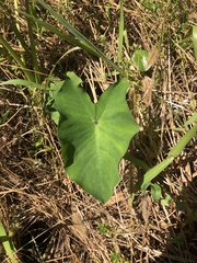 Colocasia