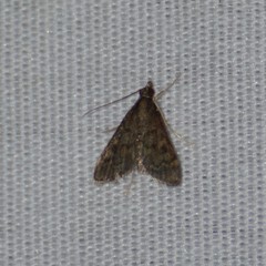 Steniodes declivalis