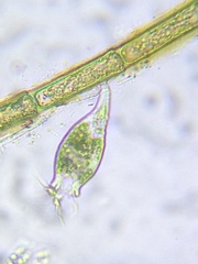 Scyphidia