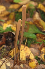 Macrotyphula fistulosa