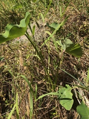 Colocasia