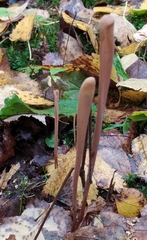 Macrotyphula fistulosa