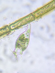 Scyphidia